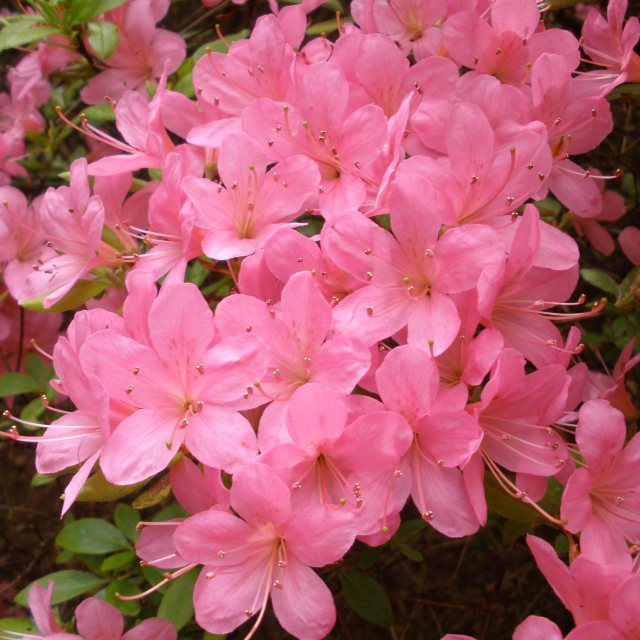 Hinomayo Evergreen Azalea - Buy Rhododendron Hinomayo online - Millais ...