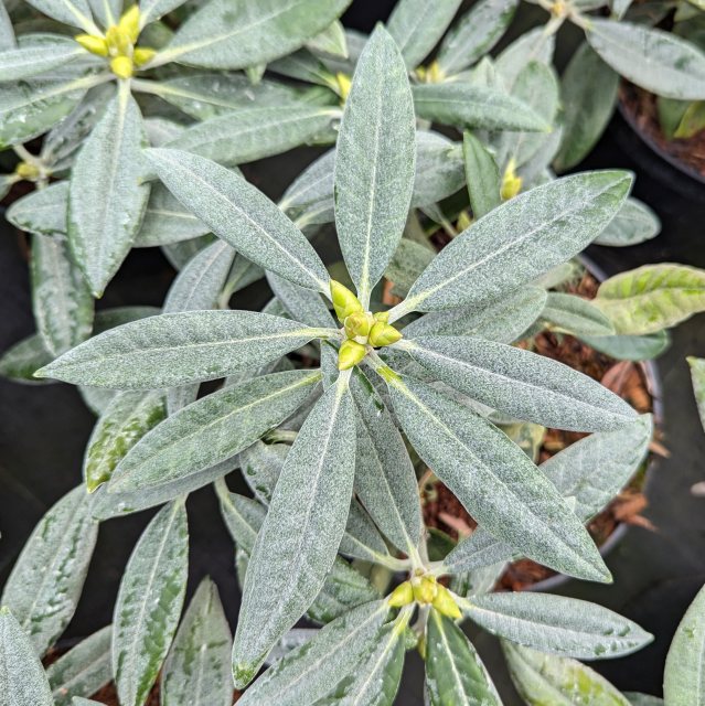 Rhododendron argyrophyllum 'Chinese Silver' - argyrophyllum ...