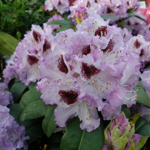 Rhododendron Blue Peter  AGM  INKARHO