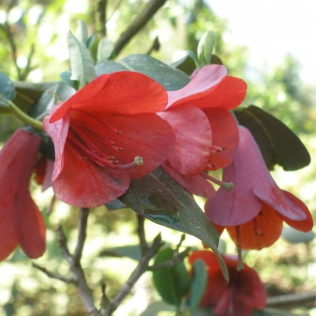 Rhododendron cinnabarinum Roylei Group