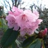 Rhododendron faucium