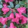 Rhododendron Hummingbird