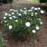 Rhododendron roxieanum var. oreonastes  AGM