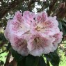 Rhododendron irroratum 'Polka Dot' BH2511