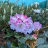 Rhododendron pubicostatum