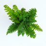 Dryopteris atrata cycadina AGM