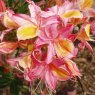 Deciduous Azalea Denny's Rose