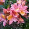 Deciduous Azalea Denny's Rose