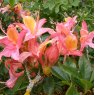 Deciduous Azalea Denny's Rose