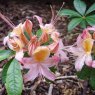 Deciduous Azalea Denny's Rose