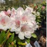 Rhododendron Web's Bee