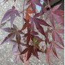 Acer palmatum 'Atropurpureum'