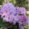 Rhododendron Paola