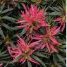 Evergreen Azalea 'Star Style' Pink