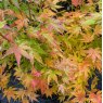 Acer palmatum 'Going Green'