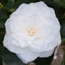 Camellia Nuccio's Gem AGM