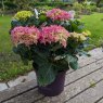 Hydrangea macrophylla 'Forever & Ever' Pink