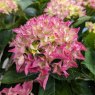 Hydrangea macrophylla 'Forever & Ever' Pink