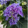 Hydrangea macrophylla 'Forever & Ever' Blue