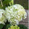 Hydrangea macrophylla 'Forever & Ever' White