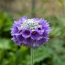 Primula capitata