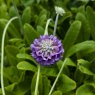 Primula capitata