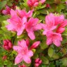 Evergreen Azalea Geisha Pink