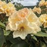 Rhododendron Horizon Monarch  AGM (Second's)