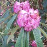 Rhododendron magnificum (Seed of KR11242)