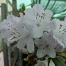 Dwarf Rhododendron Phalarope