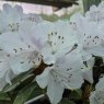 Dwarf Rhododendron Phalarope