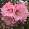 Rhododendron Nimrod