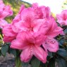 Rhododendron Van (Second's)