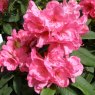 Rhododendron Van (Second's)