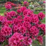 Evergreen Azalea Benny Gery