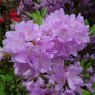 Rhododendrons oreotrephes F24089