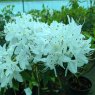 Rhododendron augustinii Ssp chasmanthum