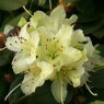 Dwarf Rhododendron Shamrock