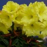 Rhododendron Junigold