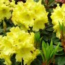 Rhododendron Junigold