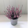 Calluna vulgaris 'Allegro'