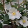 Camellia transnokoensis AGM