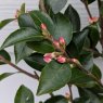 Camellia transnokoensis AGM