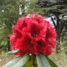 Rhododendron Gibraltar Bastion (Seconds)