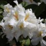 Rhododendron White Gold