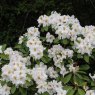 Rhododendron White Gold