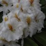 Rhododendron White Gold