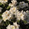 Rhododendron White Gold