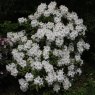 Rhododendron White Gold