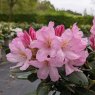 Rhododendron Paola INKARHO